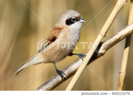 Penduline tit sits on the reed 60631070