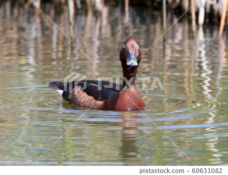 The ferruginous duck male The ferruginous duck male 60631082