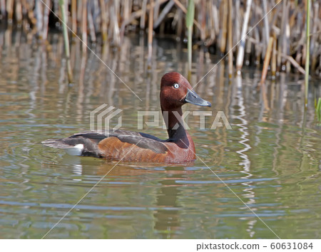 The ferruginous duck male The ferruginous duck male 60631084