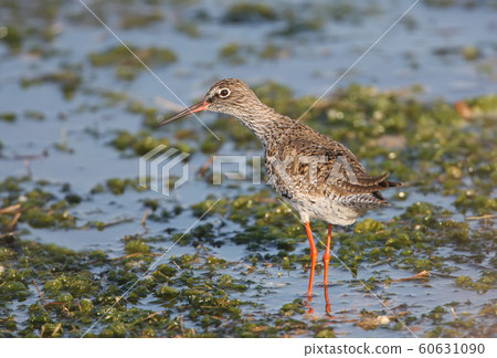 The common redshank on the marsh 60631090