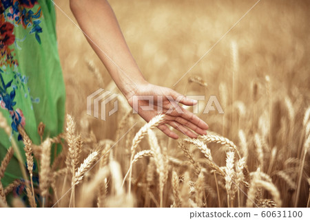 Wheat ears and the hand 60631100