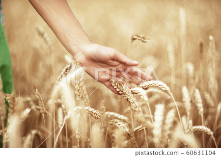 Wheat ears and the hand 60631104