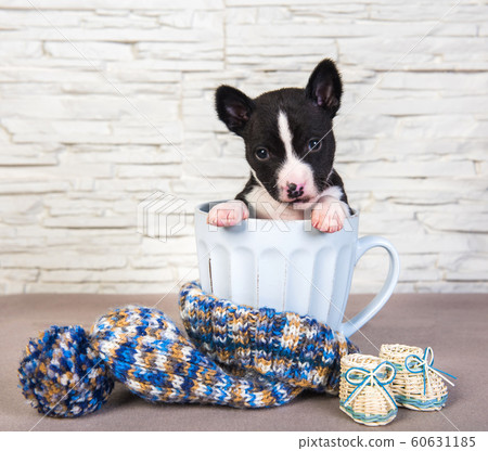 Cute basenji puppy dog is sitting in big blue cup Cute basenji puppy dog is sitting in big blue cup 60631185