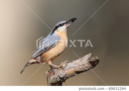 Eurasian nuthatch with seed in beak 60631264