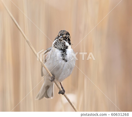 The male of common reed bunting (Emberiza The male of common reed bunting (Emberiza 60631268