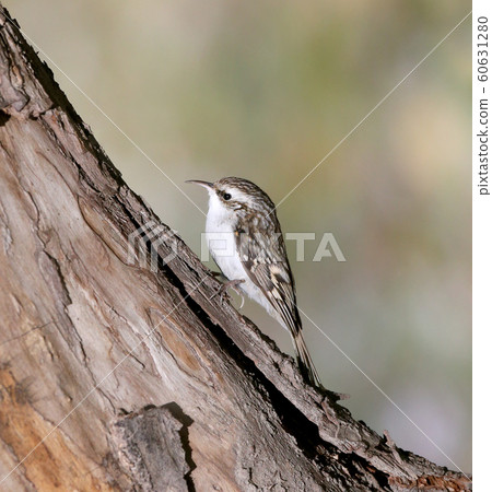 Treecreeper 60631280
