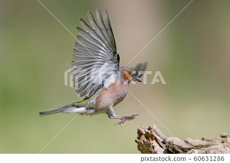 Close up portrait  male of The common chaffinch 60631286