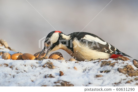 Close up portrait male of great spotted woodpecker with hazelnut Close up portrait male of great spotted woodpecker with hazelnut 60631290