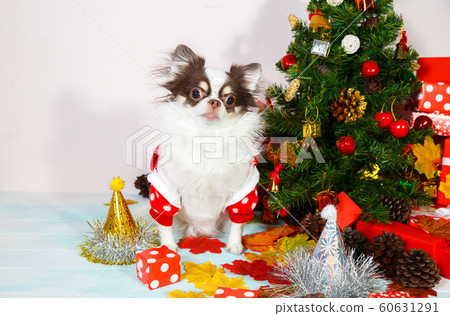 Adorable chihuahua dog wearing a New Year conical hat. Adorable chihuahua dog wearing a New Year conical hat. 60631291