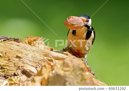 Close up portrait  male of great spotted woodpecker with hazelnut  60631292