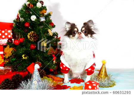Adorable chihuahua dog wearing a New Year conical hat. Adorable chihuahua dog wearing a New Year conical hat. 60631293