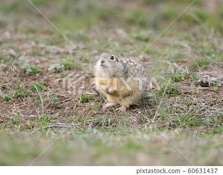 The speckled ground squirrel or spotted souslik The speckled ground squirrel or spotted souslik 60631437
