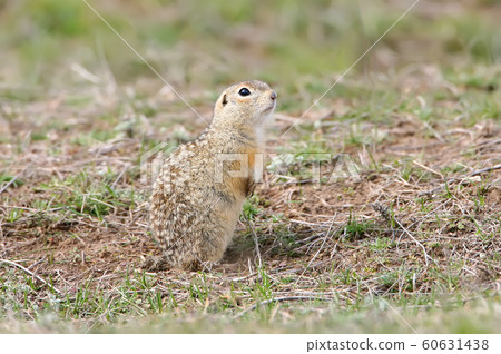 The speckled ground squirrel or spotted souslik  60631438