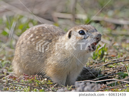 Close up portrait of speckled groun squirrel 60631439