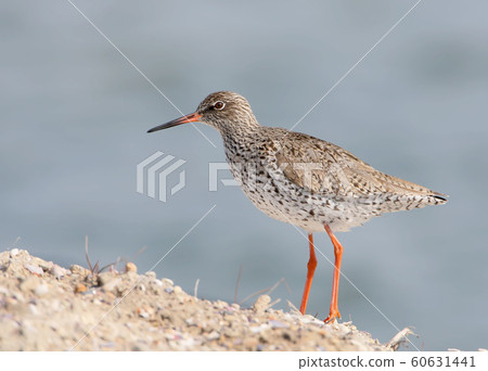 The common redshank  60631441