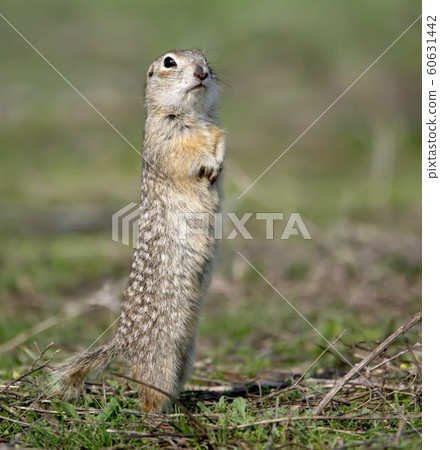 The speckled ground squirrel or spotted souslik  60631442