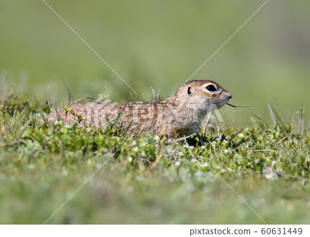 The speckled ground squirrel or spotted souslik  60631449