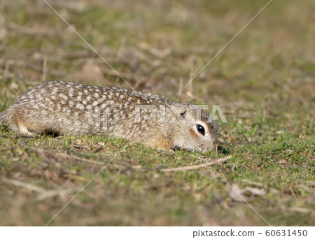 The speckled ground squirrel or spotted souslik The speckled ground squirrel or spotted souslik 60631450