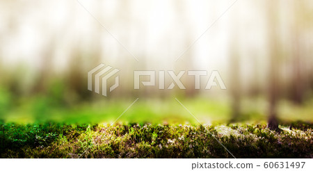 Wild trees in forest 60631497