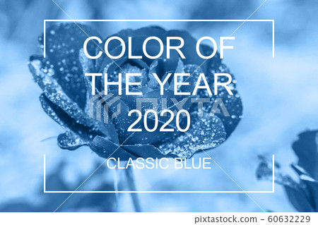 Rose blossom flower colored in trendy color of Rose blossom flower colored in trendy color of 60632229