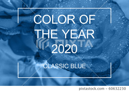 Rose blossom flower colored in trendy color of Rose blossom flower colored in trendy color of 60632230