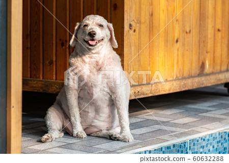 Overweight happy dog smiling closeup 60632288