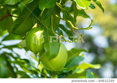 Sea mango Rama 9 Park Bangkok 60632289