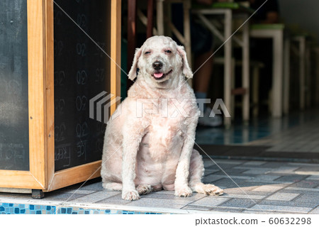 Overweight happy dog smiling closeup Overweight happy dog smiling closeup 60632298