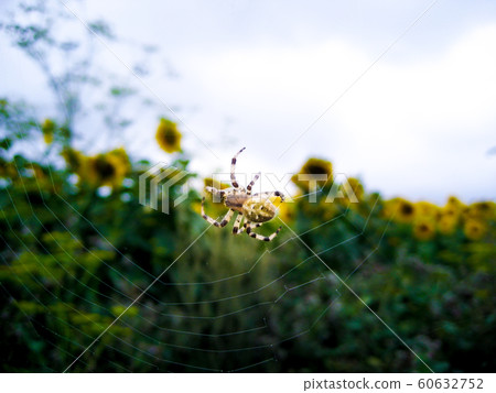 Beautiful spider on the web in the background 60632752