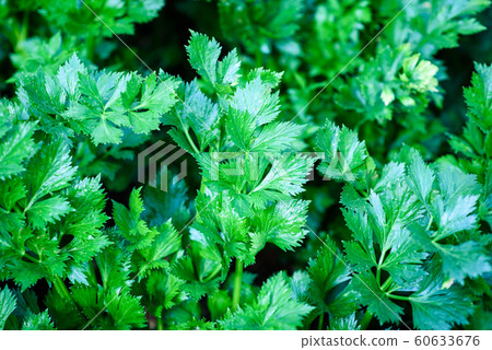 vivid green celery plant background 60633676