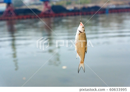 Close up single common roach or Rutilus heckelii on hook outdoors 60633995