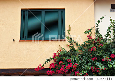 Green sun blinds on window and blooming plant. Green sun blinds on window and blooming plant. 60634114