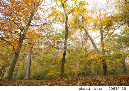 British autumn leaves fall British autumn leaves fall 60634486
