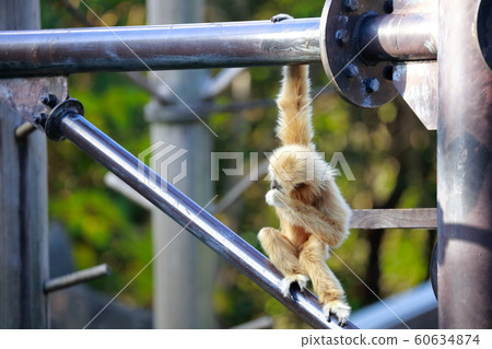A fancy monkey 60634874