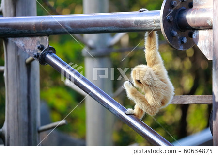 A fancy monkey 60634875