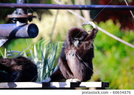 一隻花哨的猴子 60634876