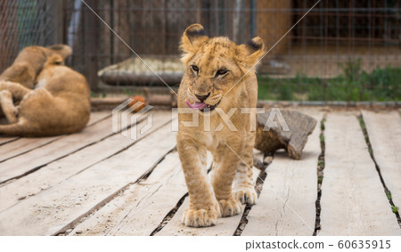 Young Lion Walking towards Camera Young Lion Walking towards Camera 60635915
