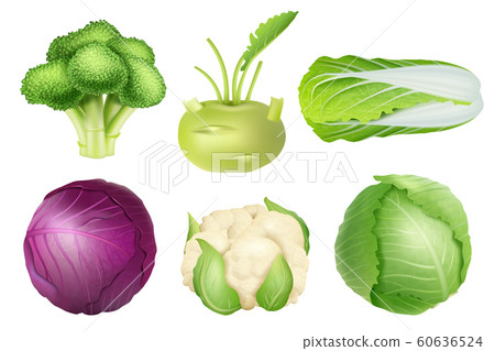 Cabbage set. Green nutrition agricultural objects vegetarian food natural healthy fresh products vector realistic collection pictures Cabbage set. Green nutrition agricultural objects vegetarian food natural healthy fresh products vector realistic collection pictures 60636524