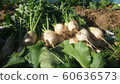 No harvest in the garden 60636573