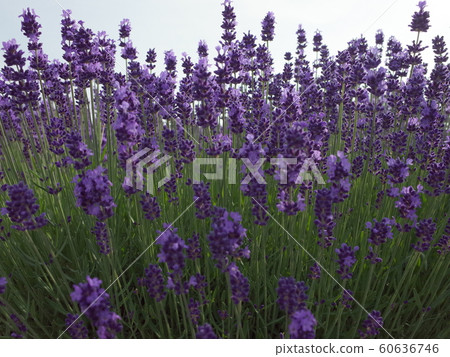 薰衣草盛開 60636746