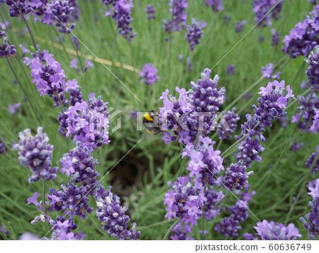 Lavender and bees Lavender and bees 60636749