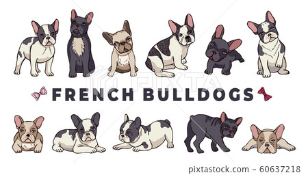 French bulldogs. Vector bulldog set. Funny cartoon puppy isolated on white background French bulldogs. Vector bulldog set. Funny cartoon puppy isolated on white background 60637218