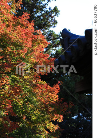 Autumn leaves of Tokushima Jorokuji Temple 60637790