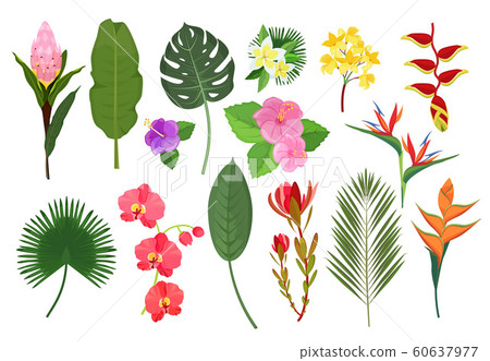 Decorative exotic flowers. Botanical leaf tropical plants bouquet for decoration vector illustration Decorative exotic flowers. Botanical leaf tropical plants bouquet for decoration vector illustration 60637977