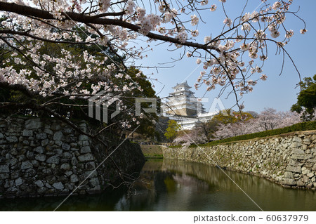 Cherry blossoms at Himeji castle Cherry blossoms at Himeji castle 60637979
