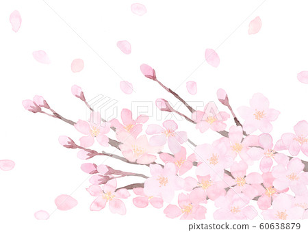 Cherry Blossom Petals Watercolor White Background Stock Illustration