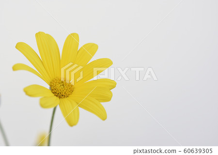 Julius Daisy Julius Daisy 60639305
