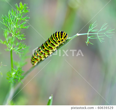 Green caterpillar on a stalk 60639329