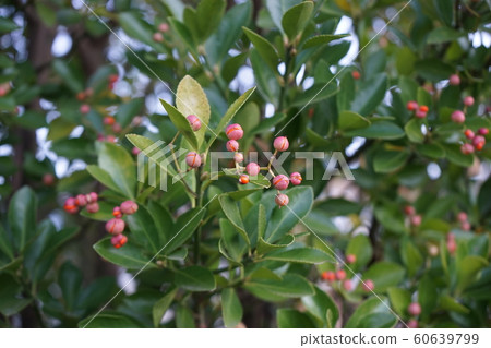 Masaki的果實 Masaki的果實 60639799