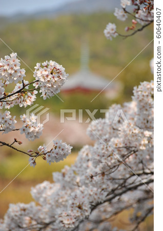 Cherry Blossoms at Osawa Pond 60640407